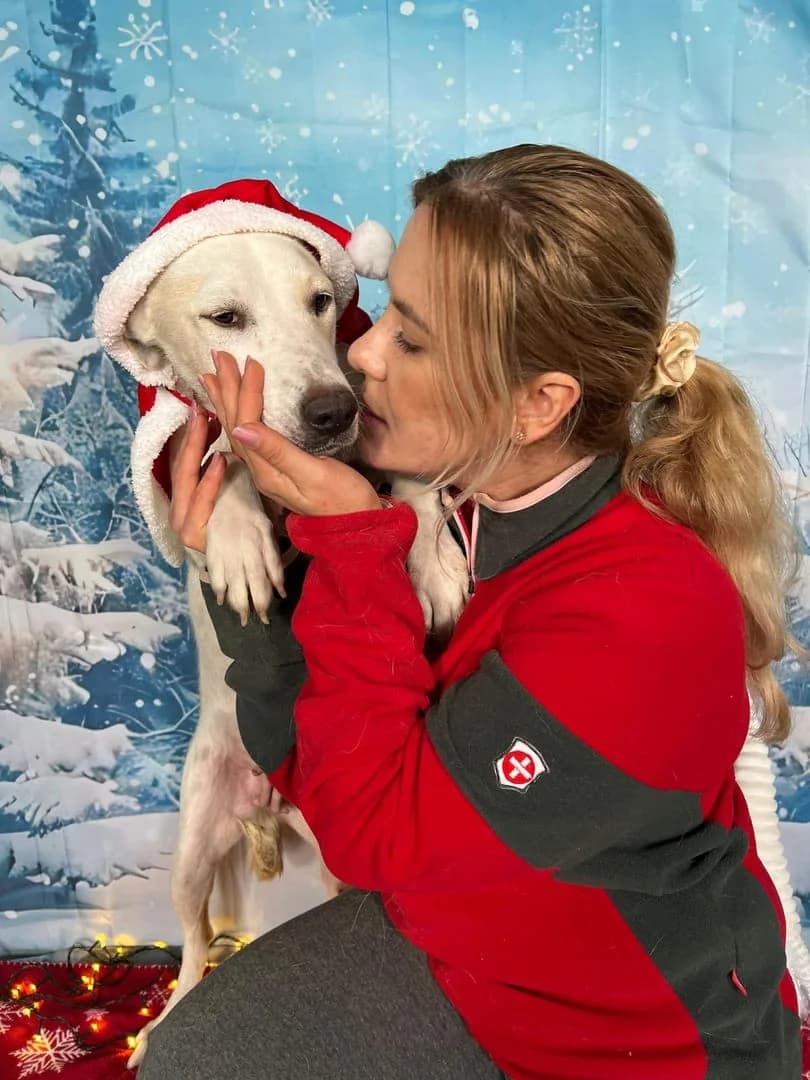 Câine #24342, Alb female Mixed Breed for adoption at ASPA București — Catalog Câini