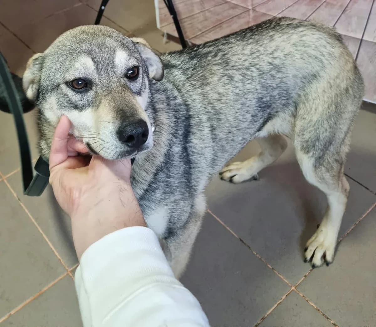 Câine, Gri male young Mixed Breed for adoption at ASPA București — Catalog Câini