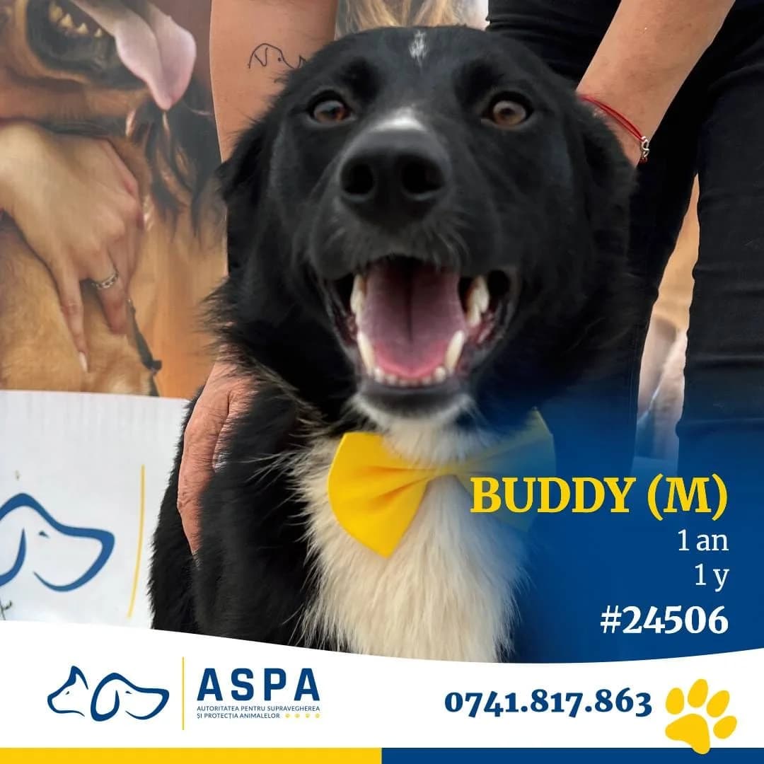 Bella, Negru female young Mixed Breed for adoption at ASPA București — Catalog Câini