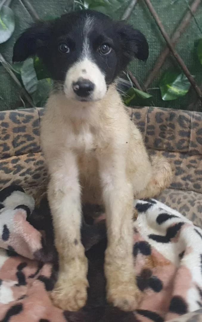 OTIS, Alb male puppy Mixed Breed for adoption at ASPA București — Catalog Câini