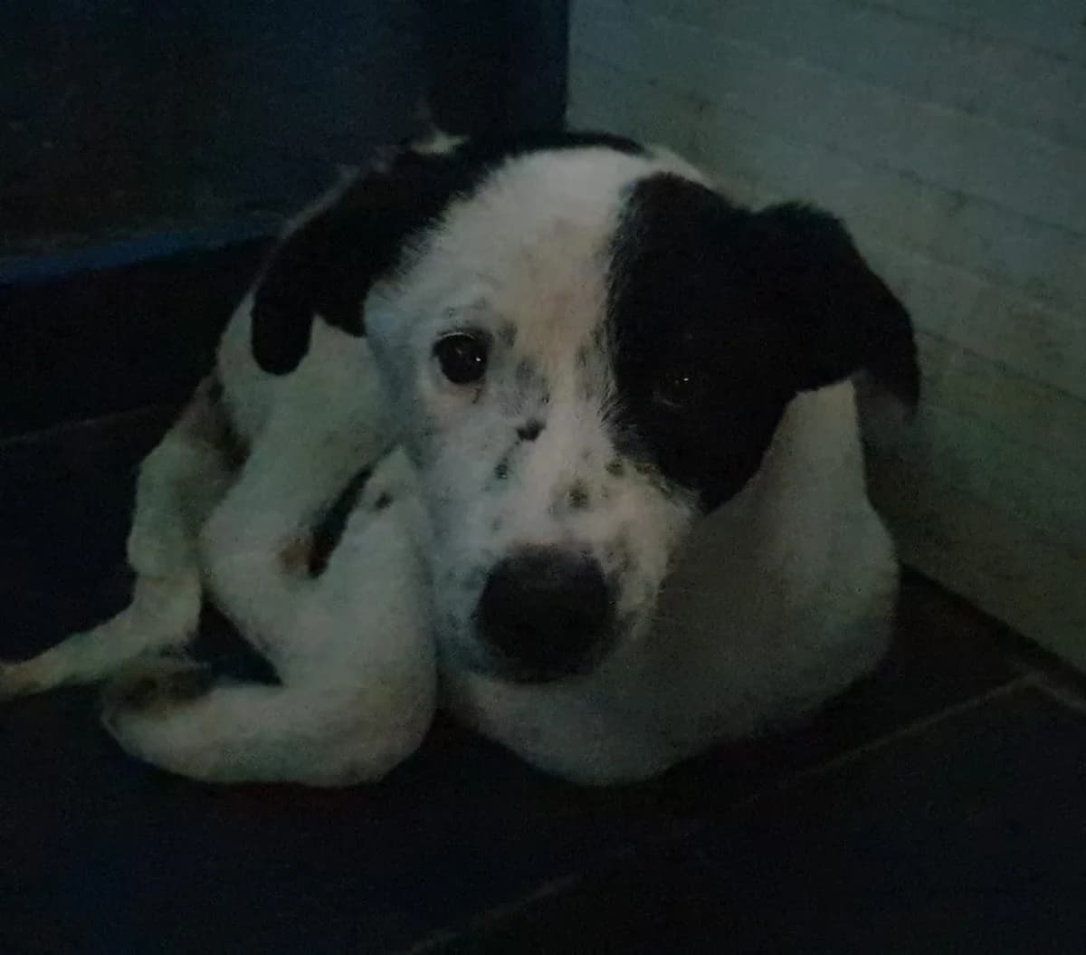 BEN, Alb male puppy Mixed Breed for adoption at ASPA București — Catalog Câini