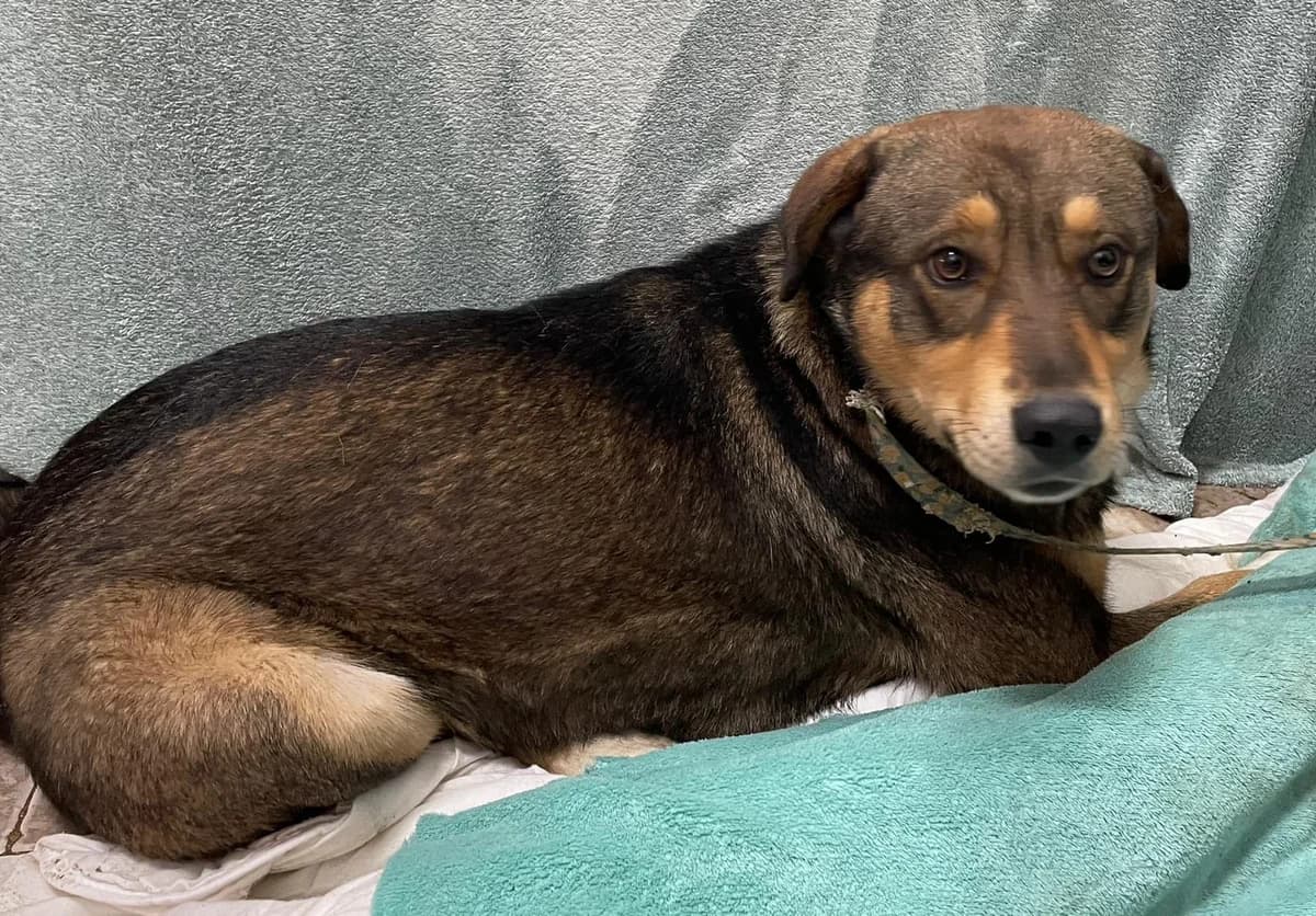 Phoenix, Maro male 5yo Mixed Breed for adoption at ASPA București — Catalog Câini