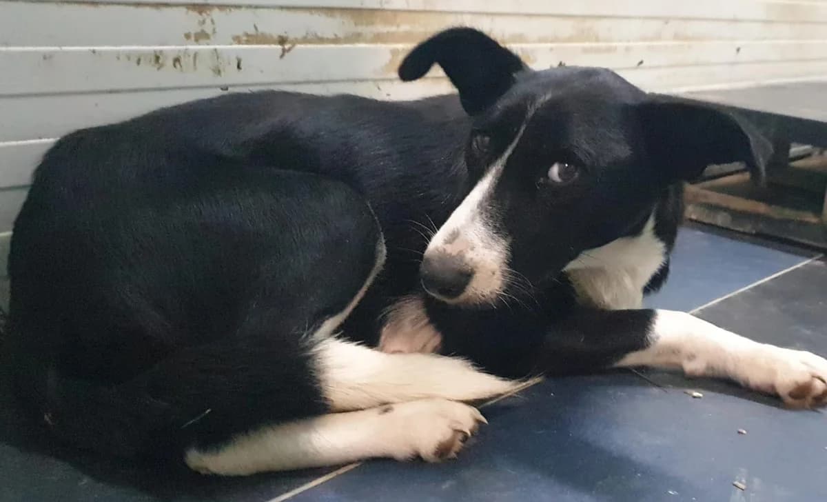 KIRA, Negru female 6yo Mixed Breed for adoption at ASPA București — Catalog Câini