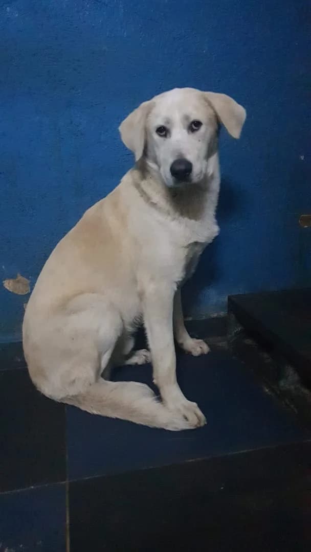 Willa, Alb male young Mixed Breed for adoption at ASPA București — Catalog Câini