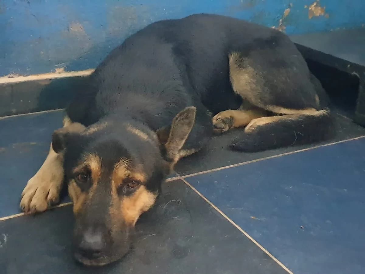 TITO, Negru male 6yo Mixed Breed for adoption at ASPA București — Catalog Câini