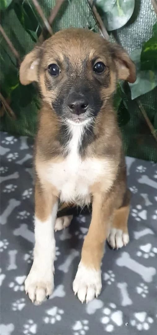 Molly, Maro female Mixed Breed for adoption at ASPA București — Catalog Câini