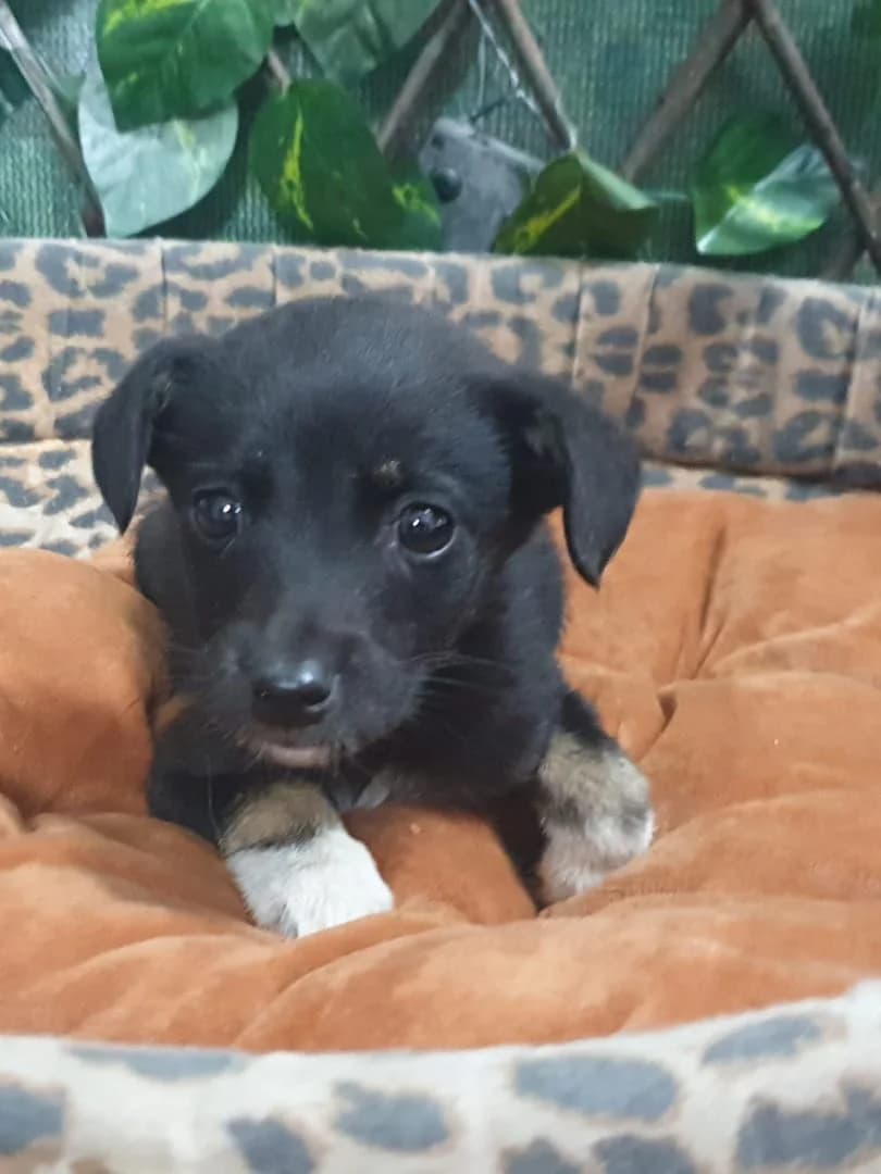BETTY, Negru female puppy Mixed Breed for adoption at ASPA București — Catalog Câini
