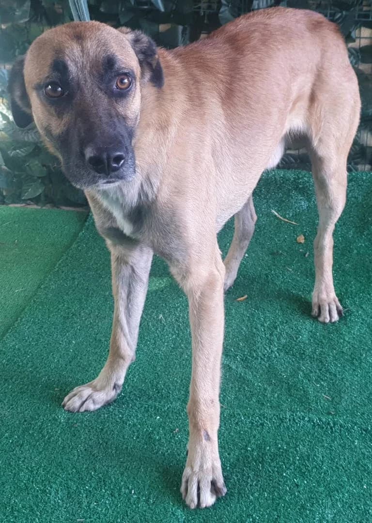 TOR, Roșcat male Mixed Breed for adoption at ASPA București — Catalog Câini