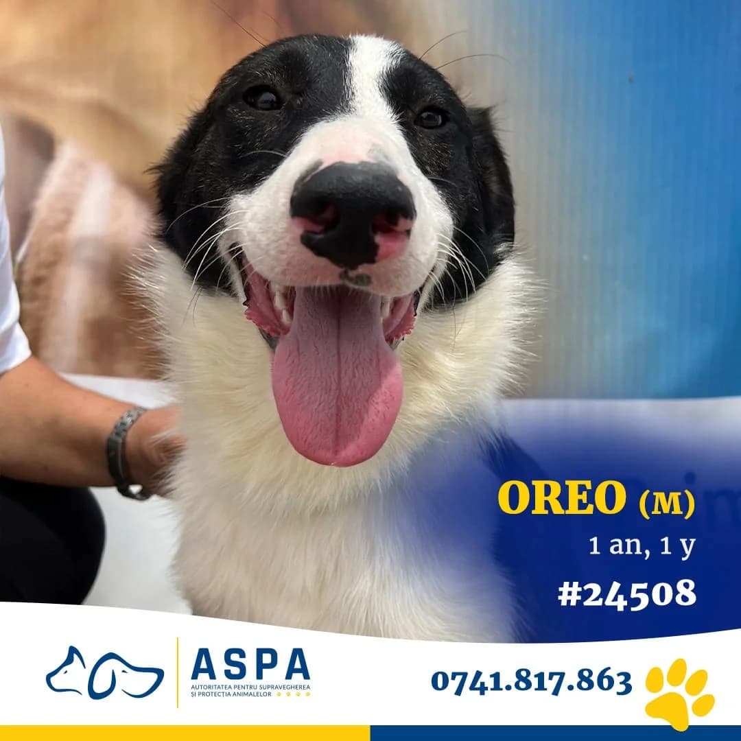 Oreo, Negru male young Mixed Breed for adoption at ASPA București — Catalog Câini