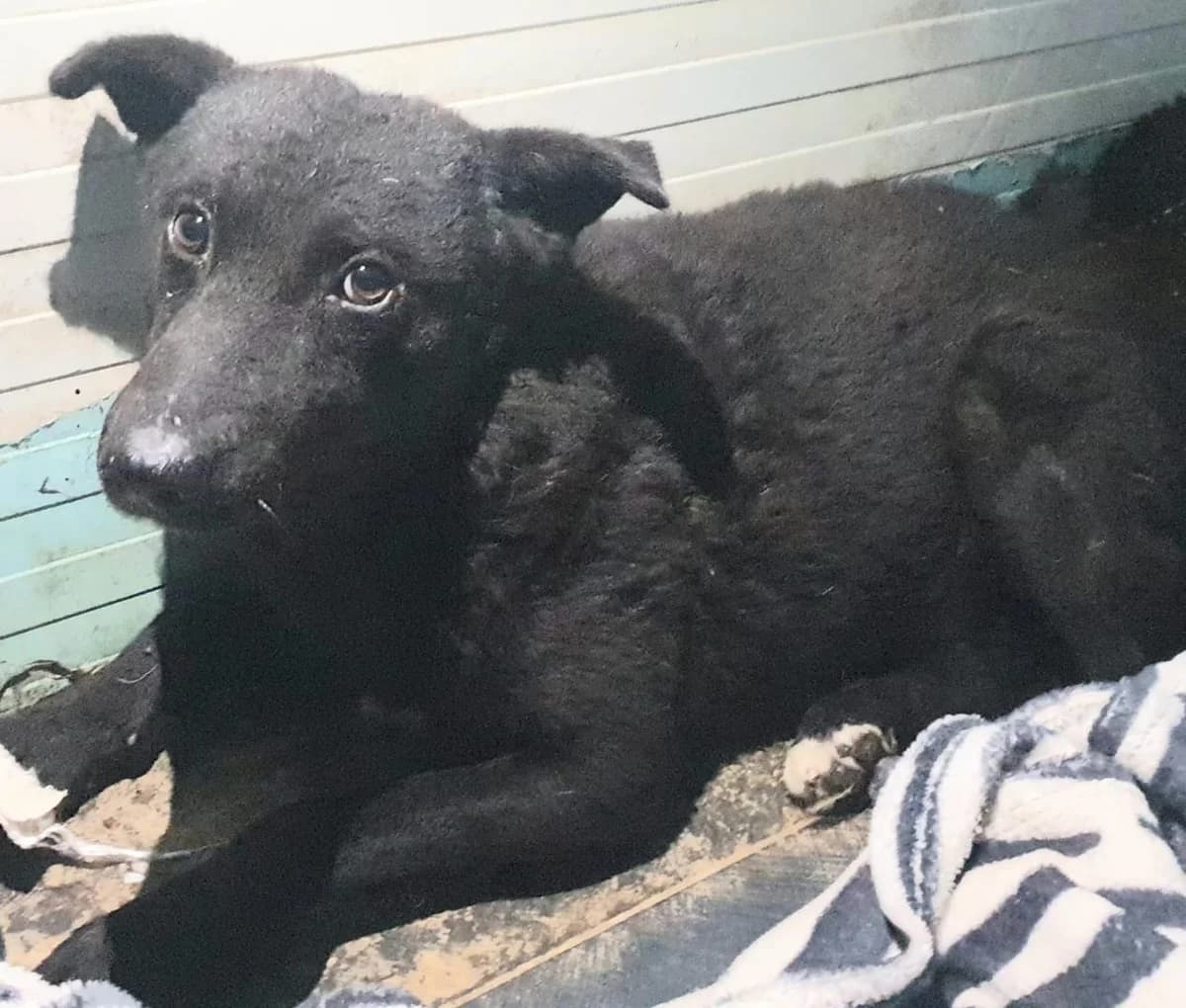 Scout, Negru male puppy Mixed Breed for adoption at ASPA București — Catalog Câini