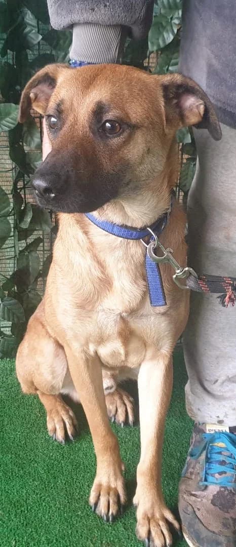 Câine, Maro male 6yo Mixed Breed for adoption at ASPA București — Catalog Câini