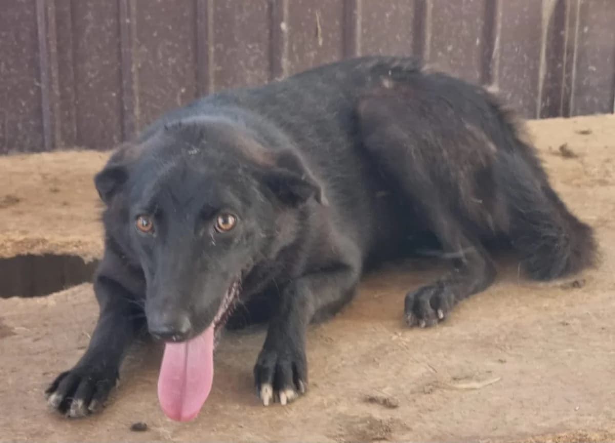 Câine, Negru female young Mixed Breed for adoption at ASPA București — Catalog Câini