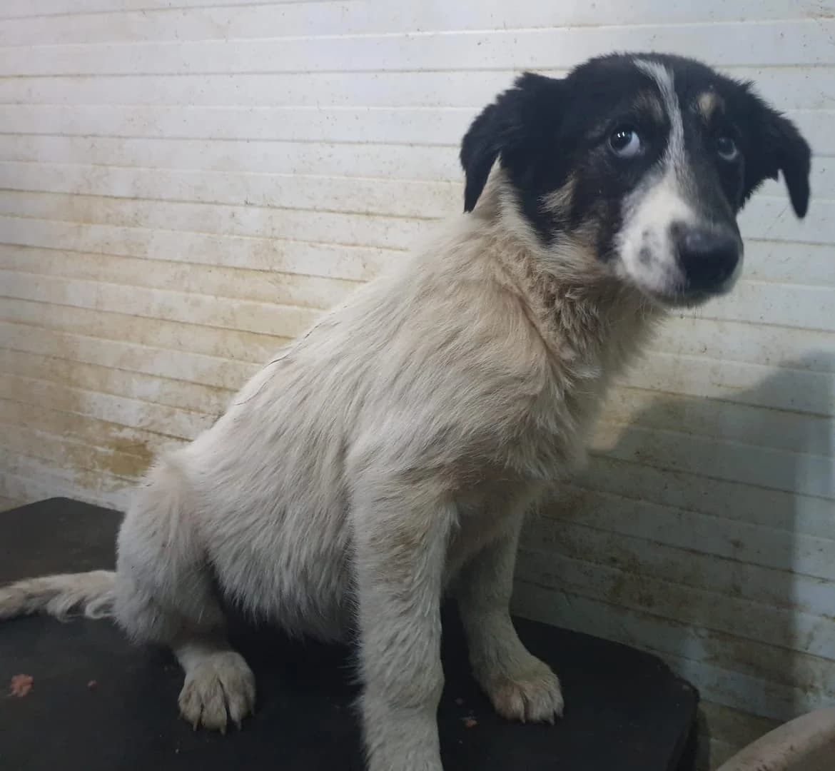 Lilly, Alb female young Mixed Breed for adoption at ASPA București — Catalog Câini