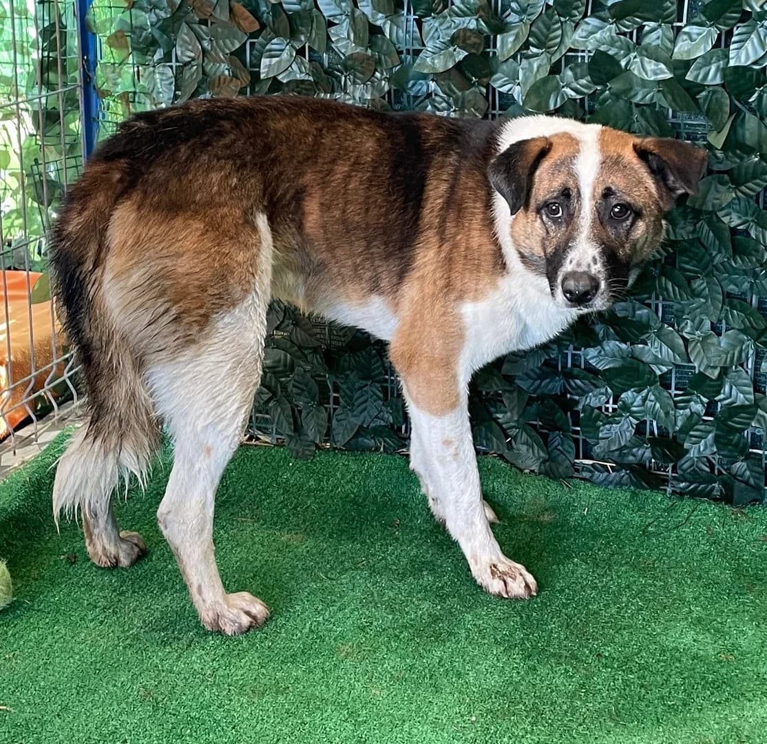 Ryder, Alb male 4yo Mixed Breed for adoption at ASPA București — Catalog Câini