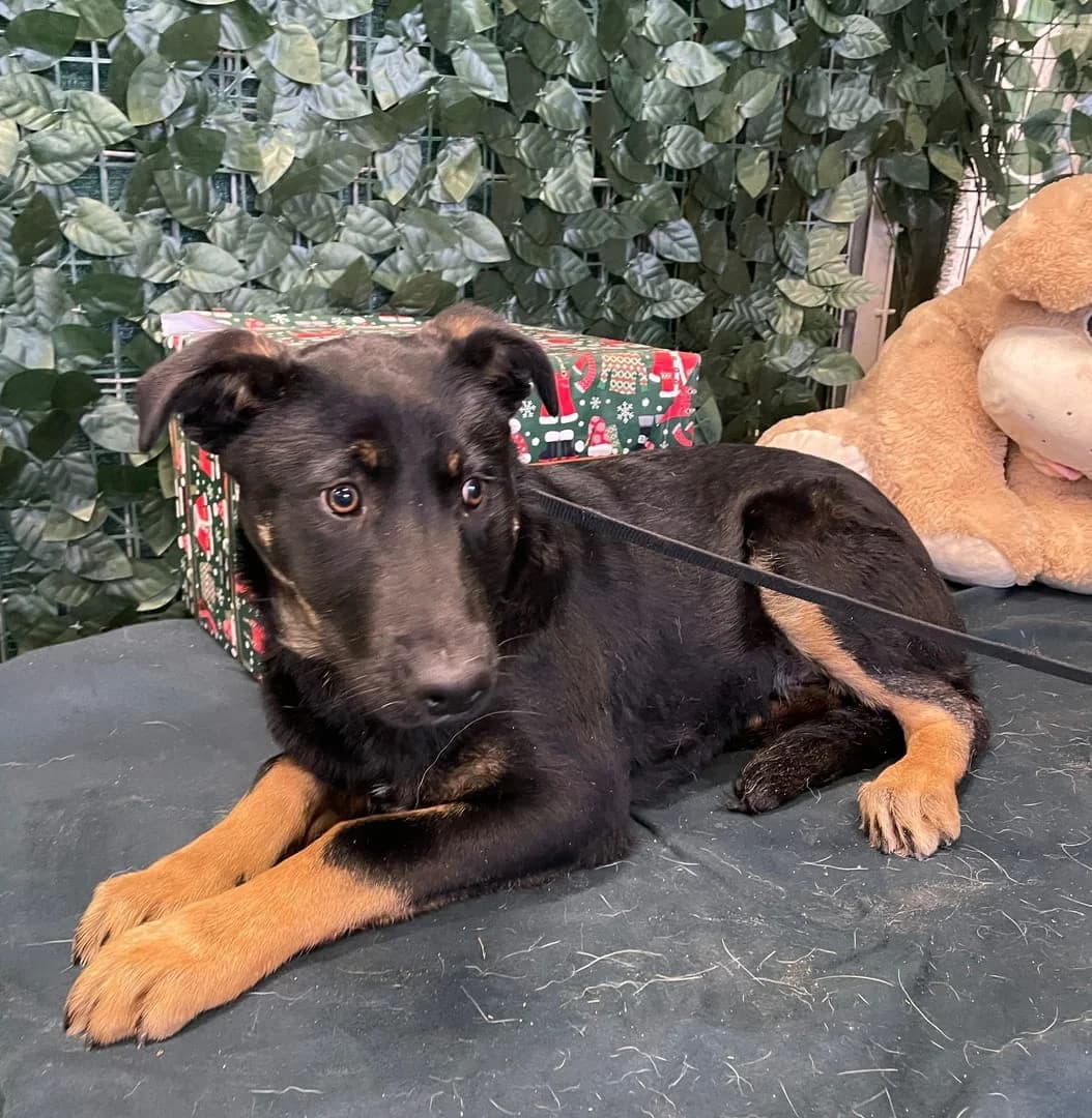 Xara, Negru female 4yo Mixed Breed for adoption at ASPA București — Catalog Câini