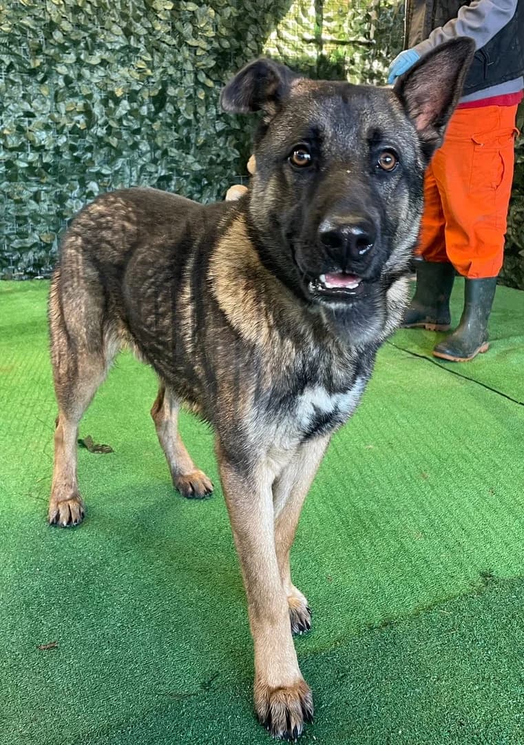 Chief, Maro male 4yo Mixed Breed for adoption at ASPA București — Catalog Câini