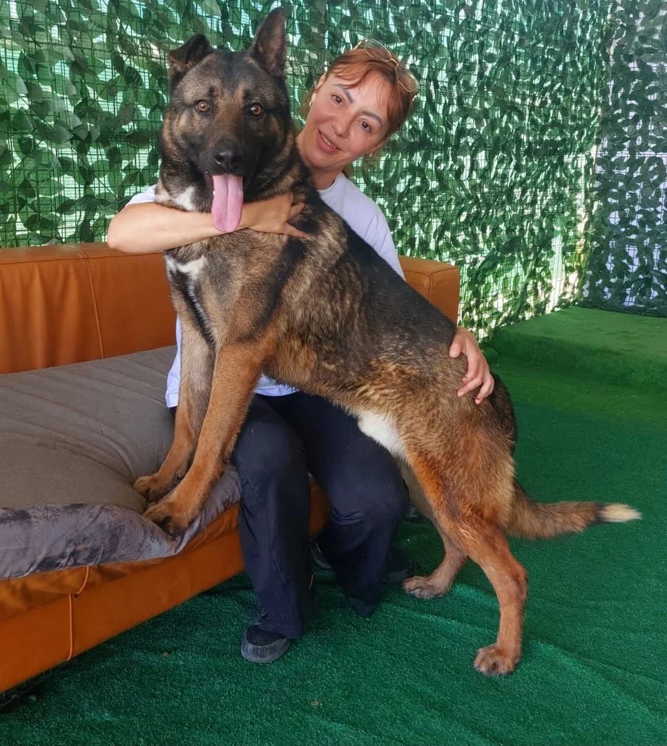 Chief, Maro male senior Mixed Breed for adoption at ASPA București — Catalog Câini