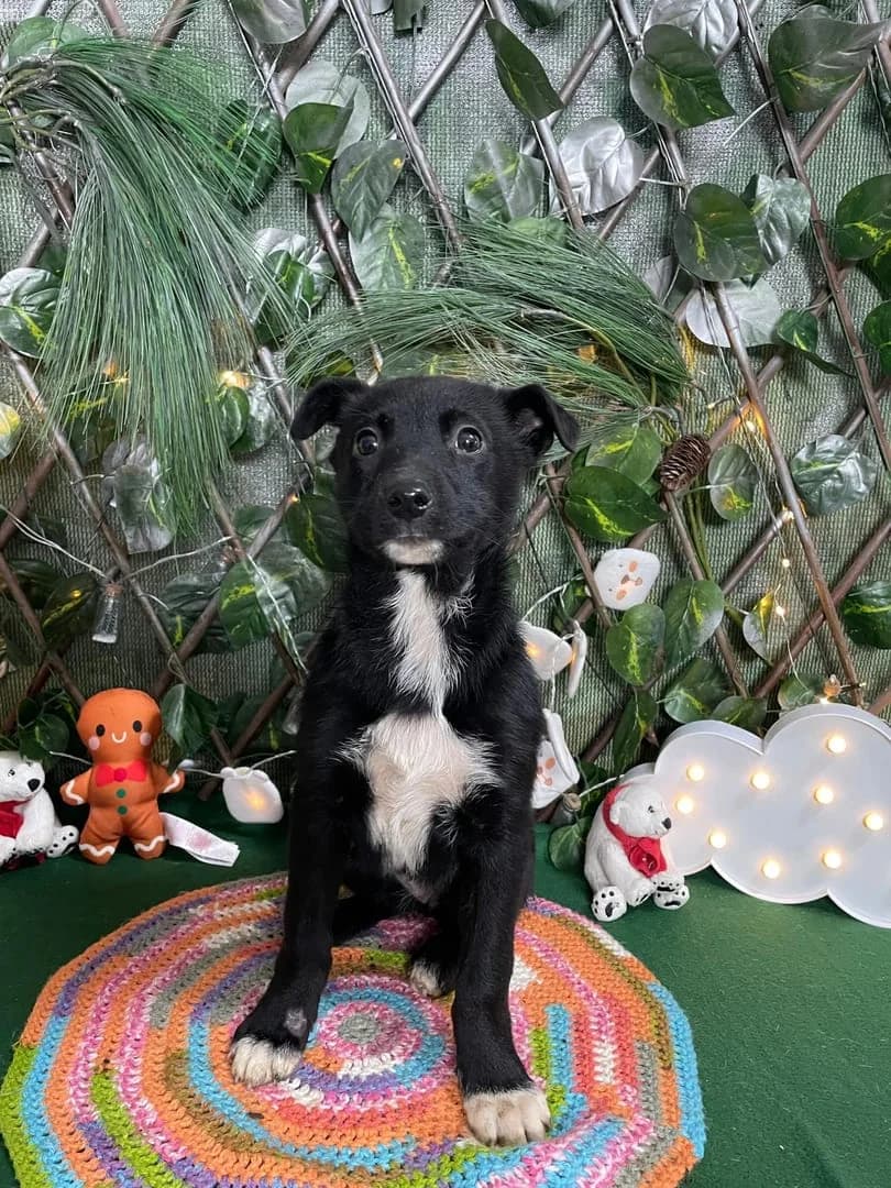 LORETTE, Negru female puppy Mixed Breed for adoption at ASPA București — Catalog Câini