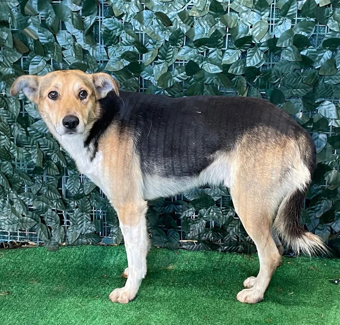 NOELL, TRICOLOR male 4yo Mixed Breed for adoption at ASPA București — Catalog Câini