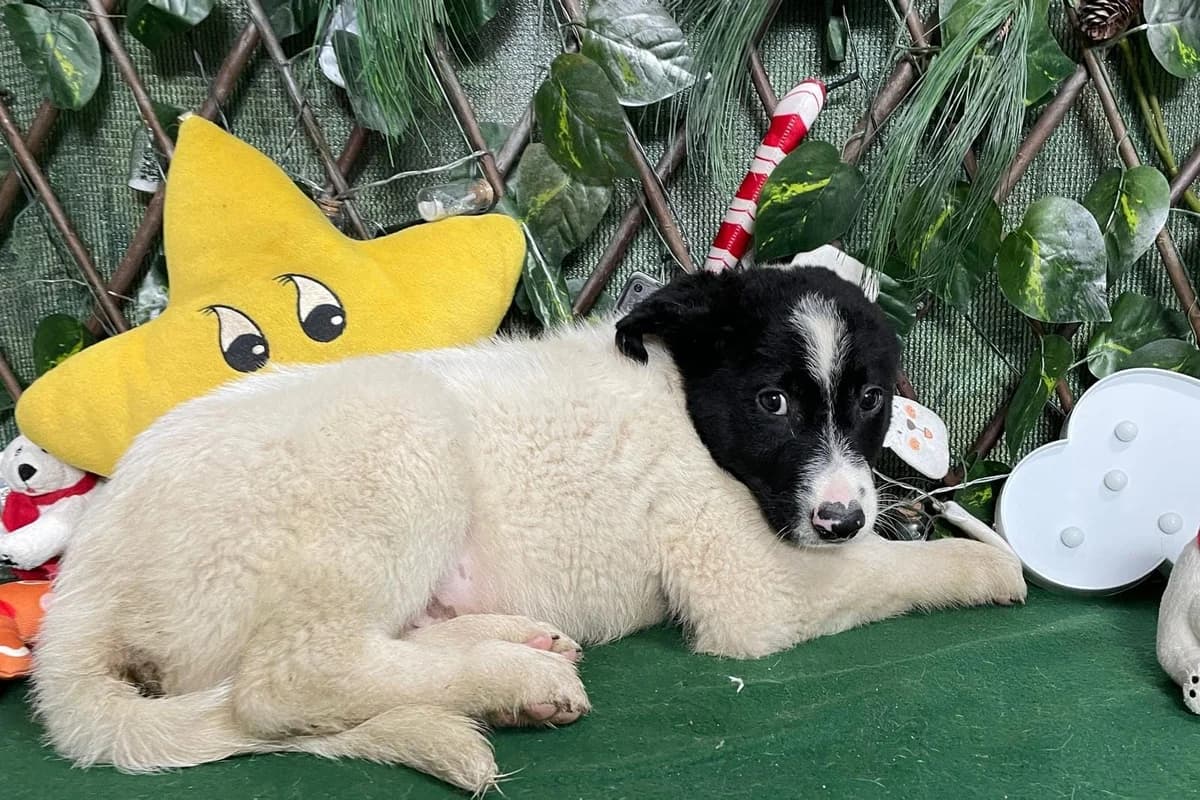 Bella, Alb male puppy Mixed Breed for adoption at ASPA București — Catalog Câini