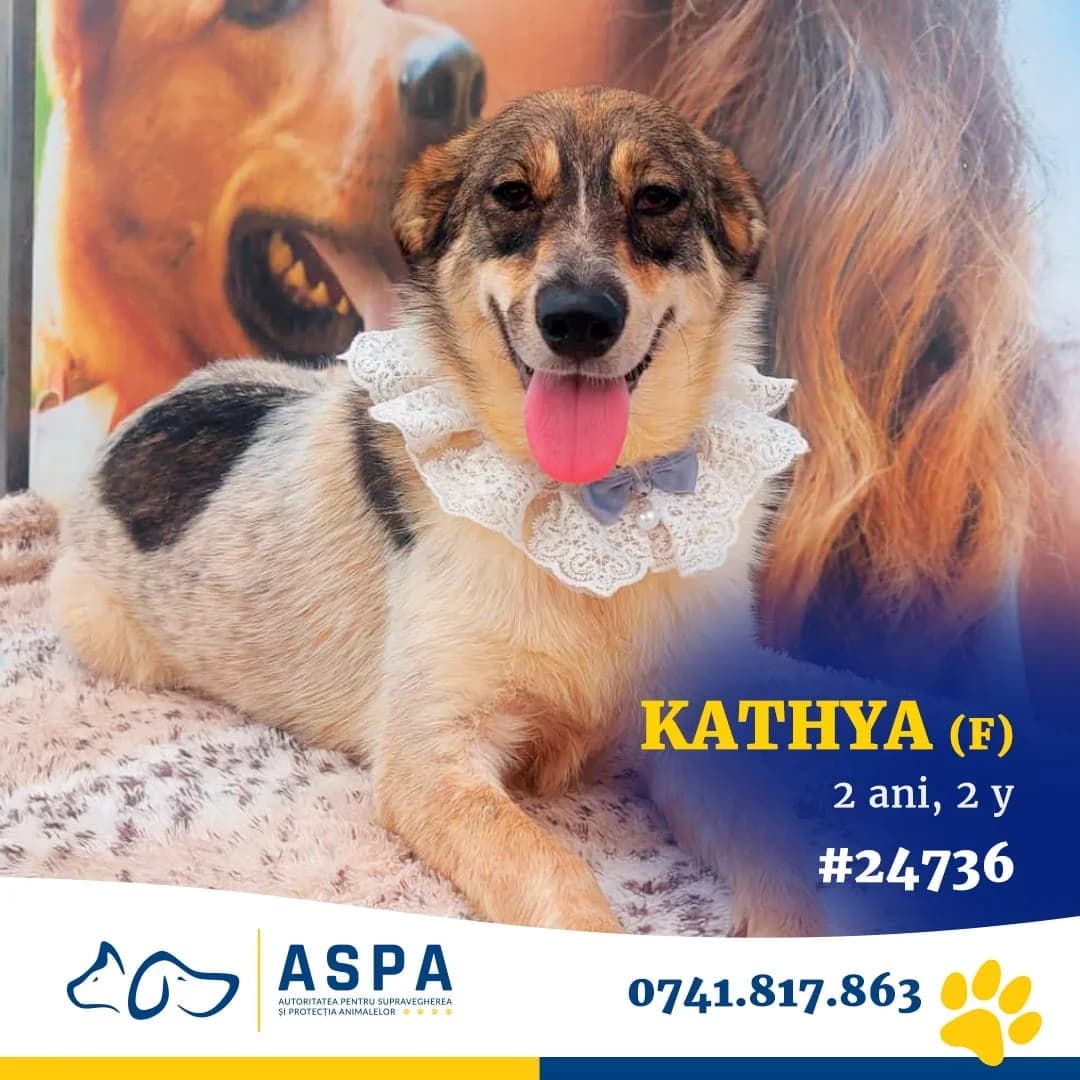 Katya, Alb female senior Mixed Breed for adoption at ASPA București — Catalog Câini