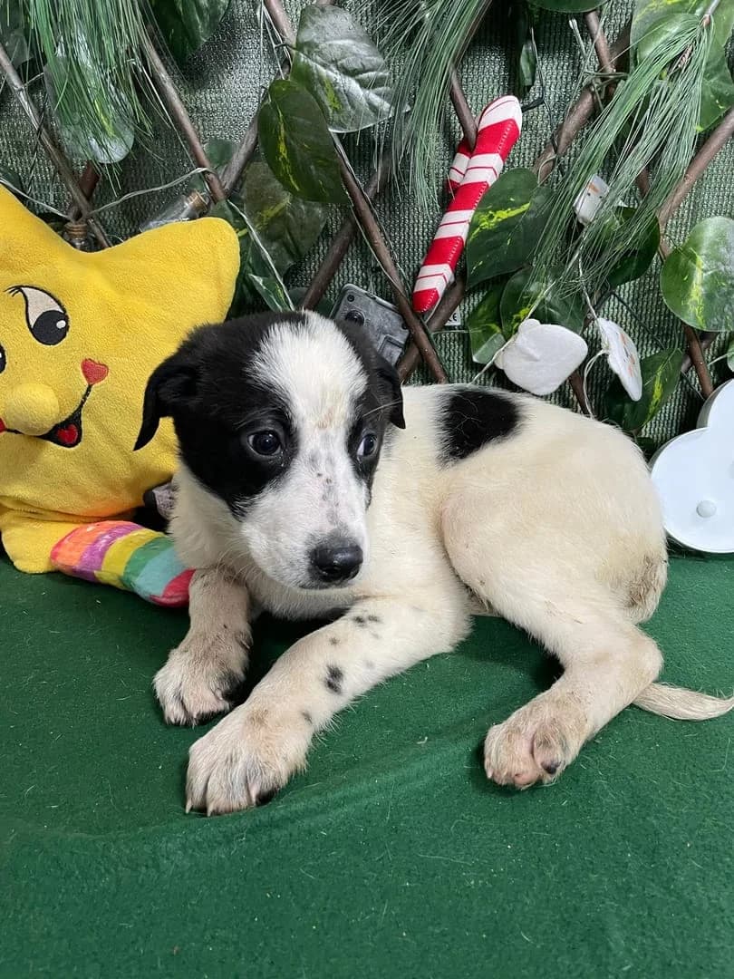 Raven, Alb male puppy Mixed Breed for adoption at ASPA București — Catalog Câini
