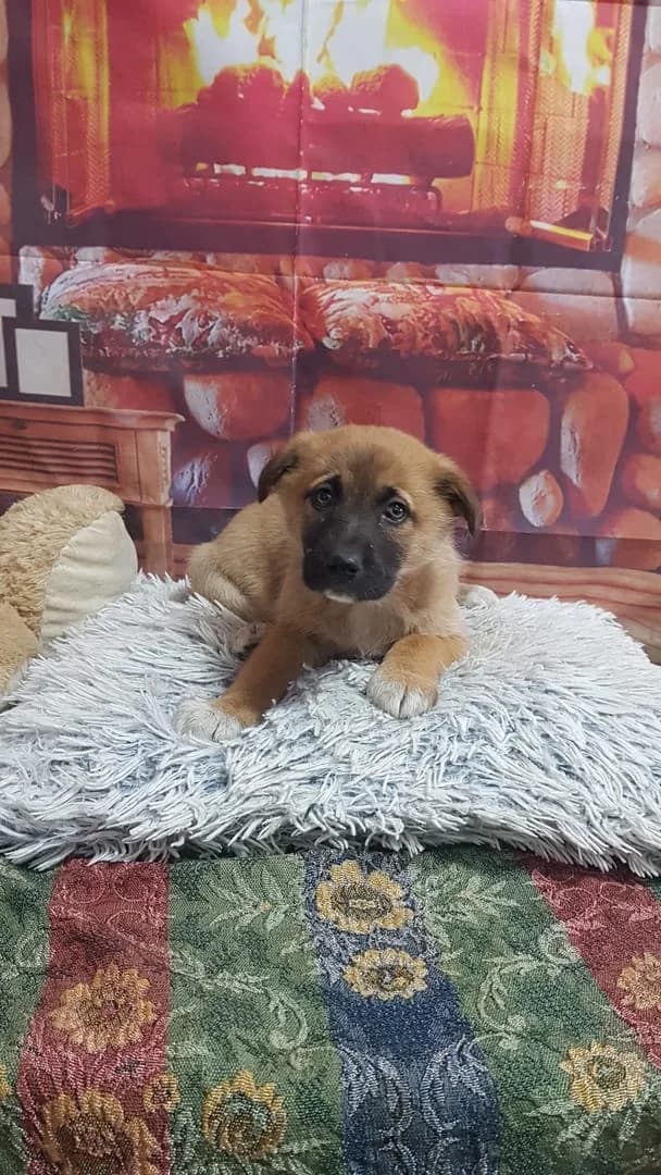 Jasper, Bej male puppy Mixed Breed for adoption at ASPA București — Catalog Câini