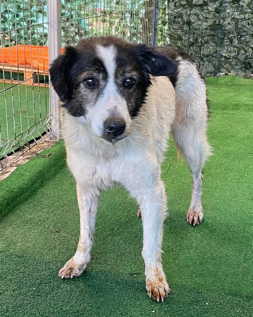 Bella, Alb female 4yo Mixed Breed for adoption at ASPA București — Catalog Câini