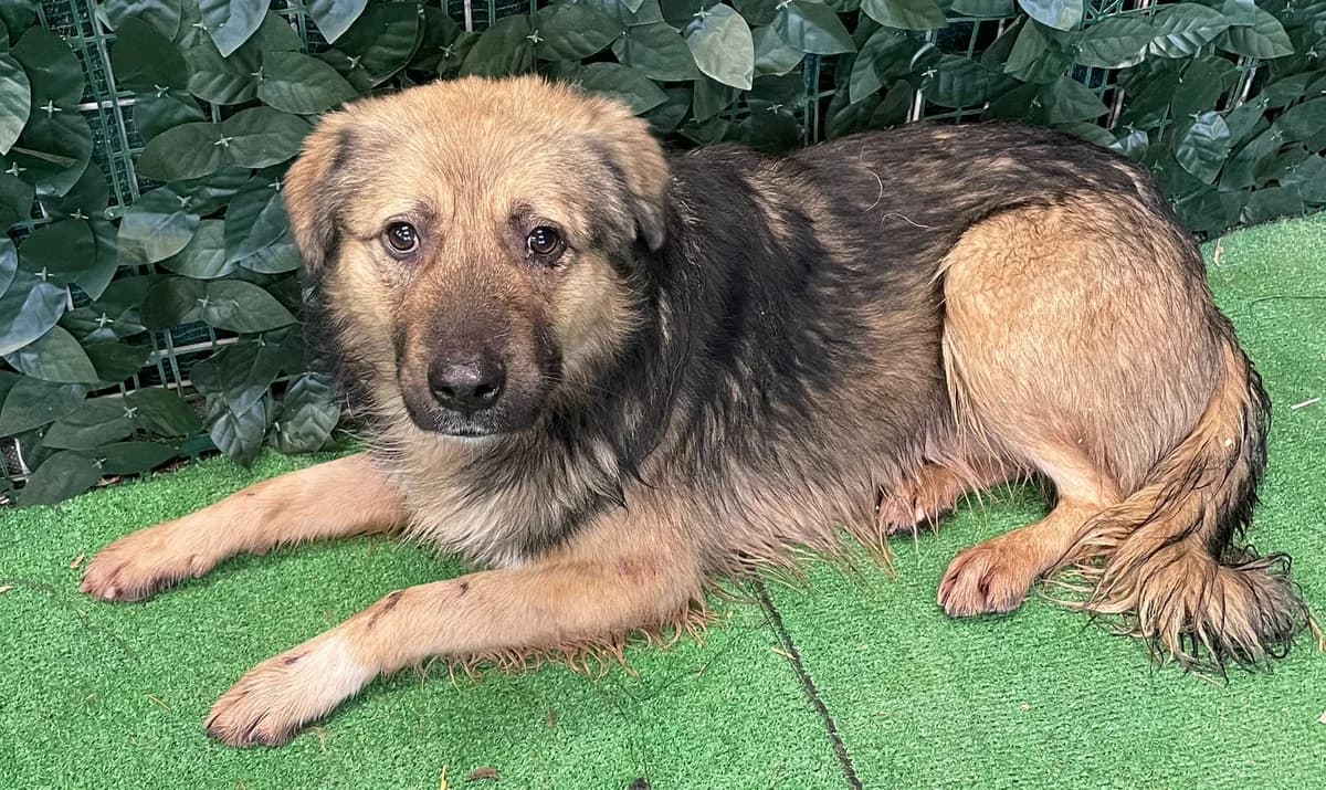 Luke, Maro male 5yo Mixed Breed for adoption at ASPA București — Catalog Câini