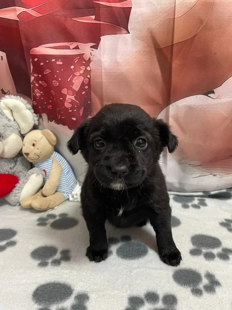 Lola, Negru female puppy Mixed Breed for adoption at ASPA București — Catalog Câini