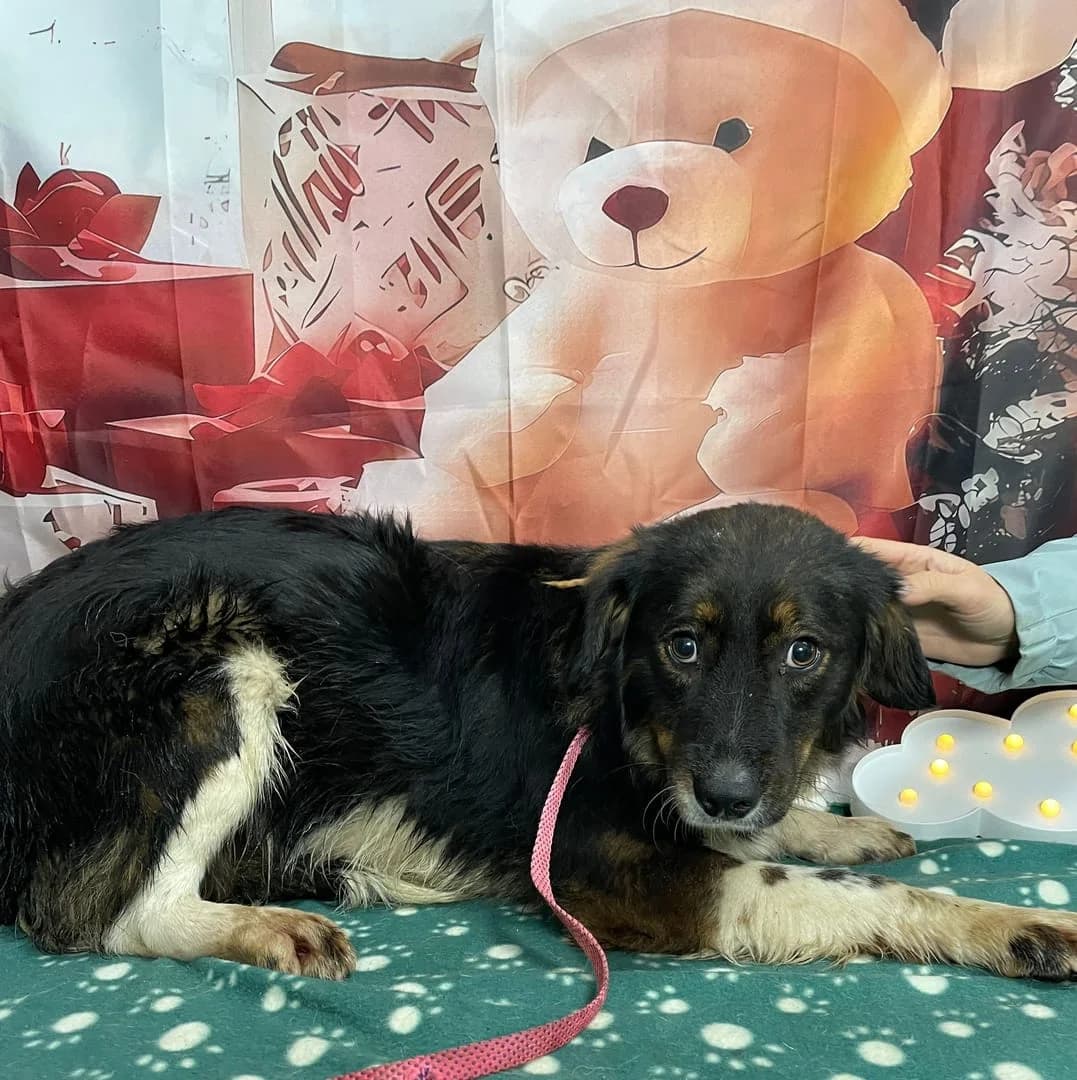 Jasper, Negru male 4yo Mixed Breed for adoption at ASPA București — Catalog Câini