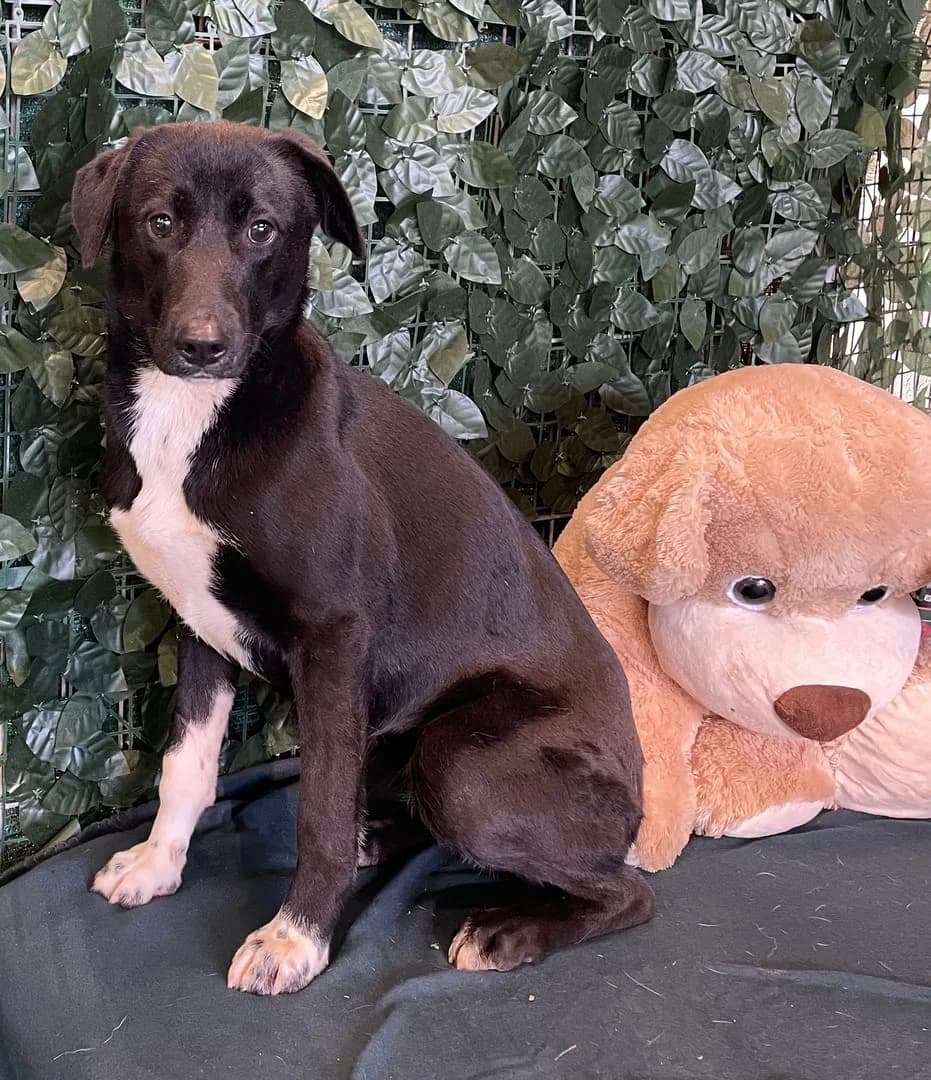 Penny, Negru female 4yo Mixed Breed for adoption at ASPA București — Catalog Câini