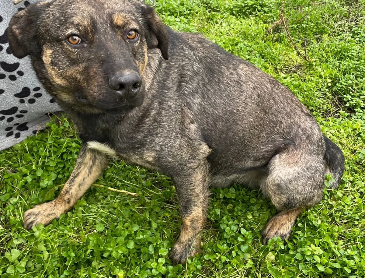 Bandit, Maro male 5yo Mixed Breed for adoption at ASPA București — Catalog Câini