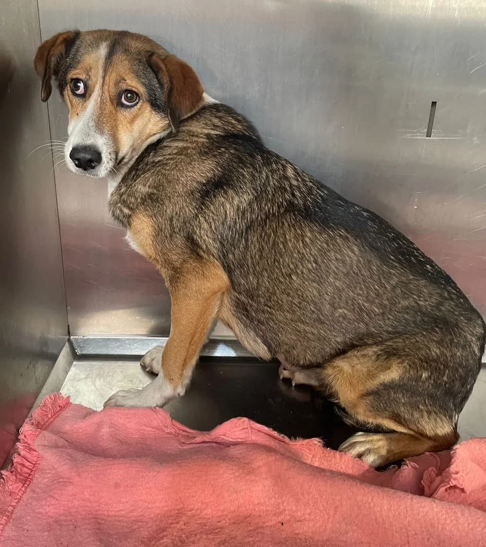 Sadie, Bej female 4yo Mixed Breed for adoption at ASPA București — Catalog Câini