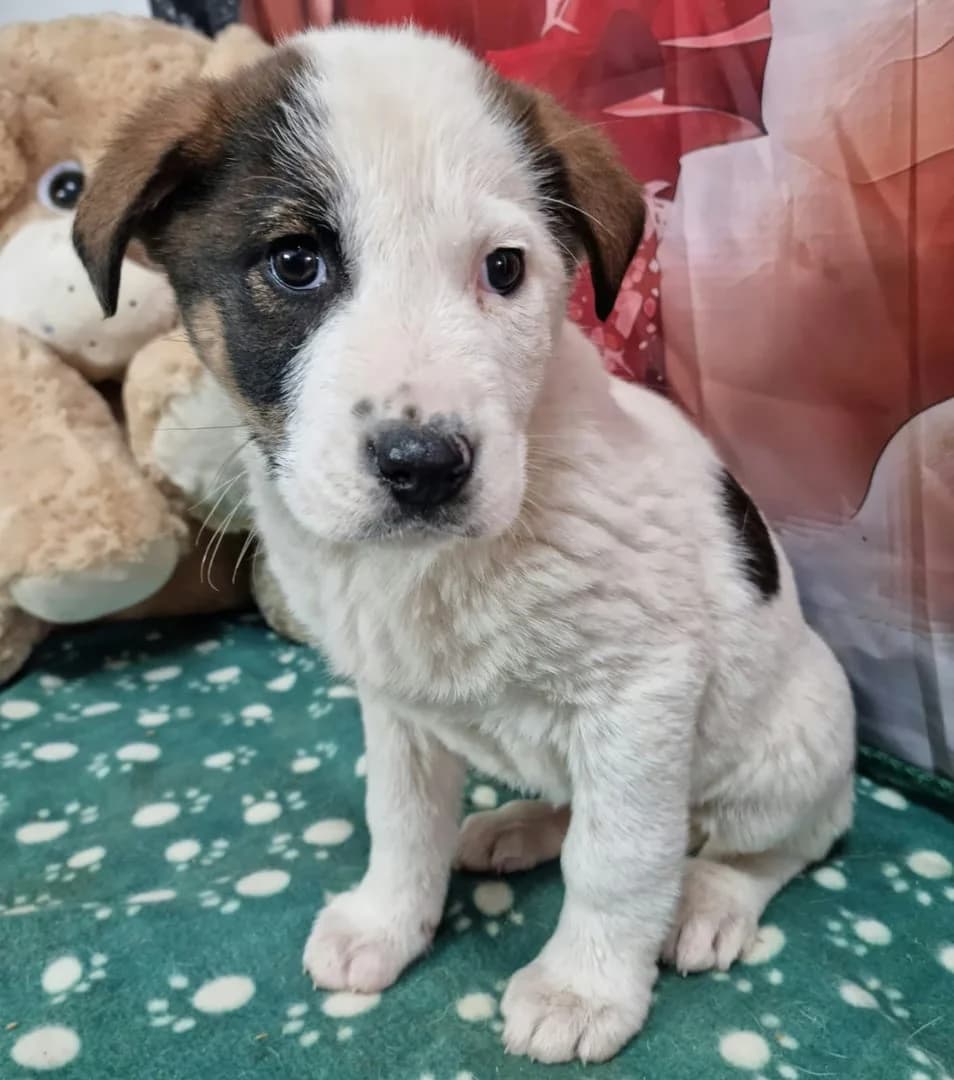 Molly, Alb female puppy Mixed Breed for adoption at ASPA București — Catalog Câini