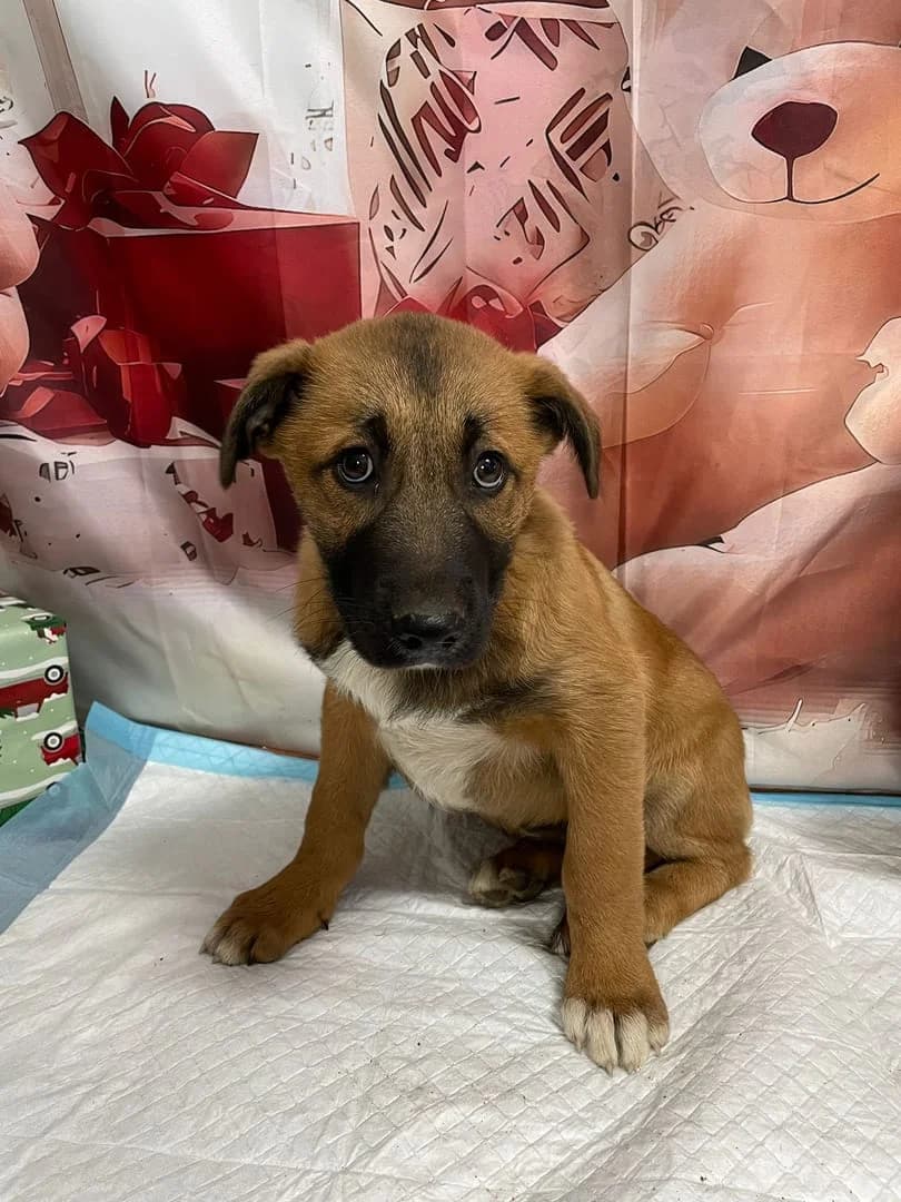 Knox, Maro male puppy Mixed Breed for adoption at ASPA București — Catalog Câini