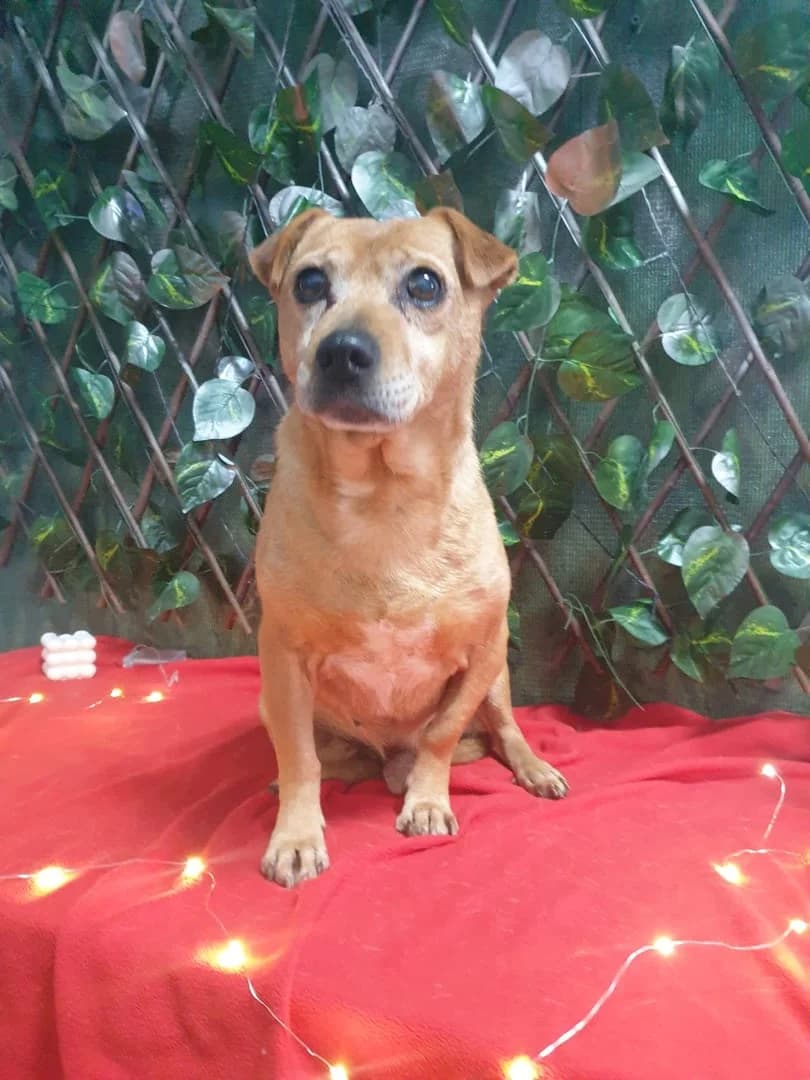Flash, Roșcat male 5yo Mixed Breed for adoption at ASPA București — Catalog Câini