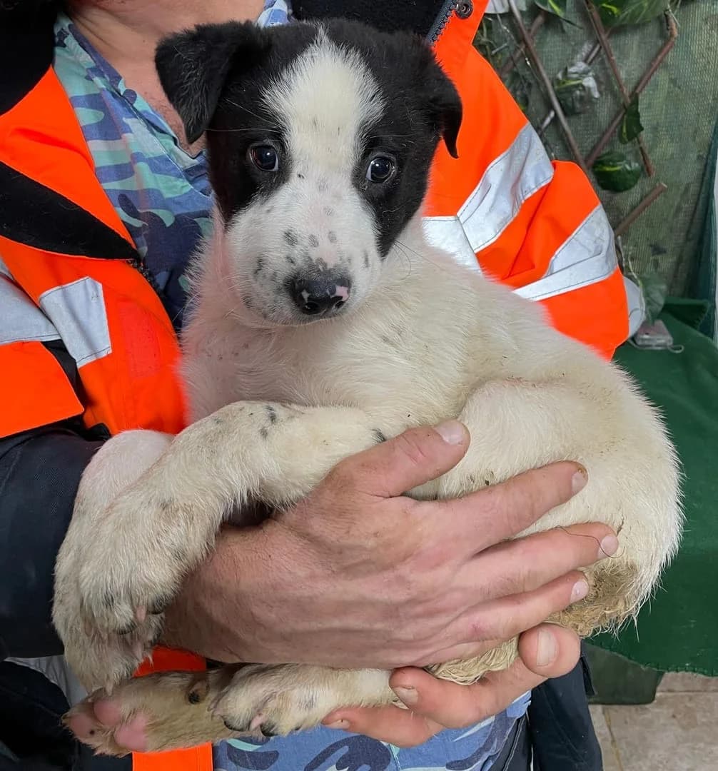 Atlas, Alb male puppy Mixed Breed for adoption at ASPA București — Catalog Câini