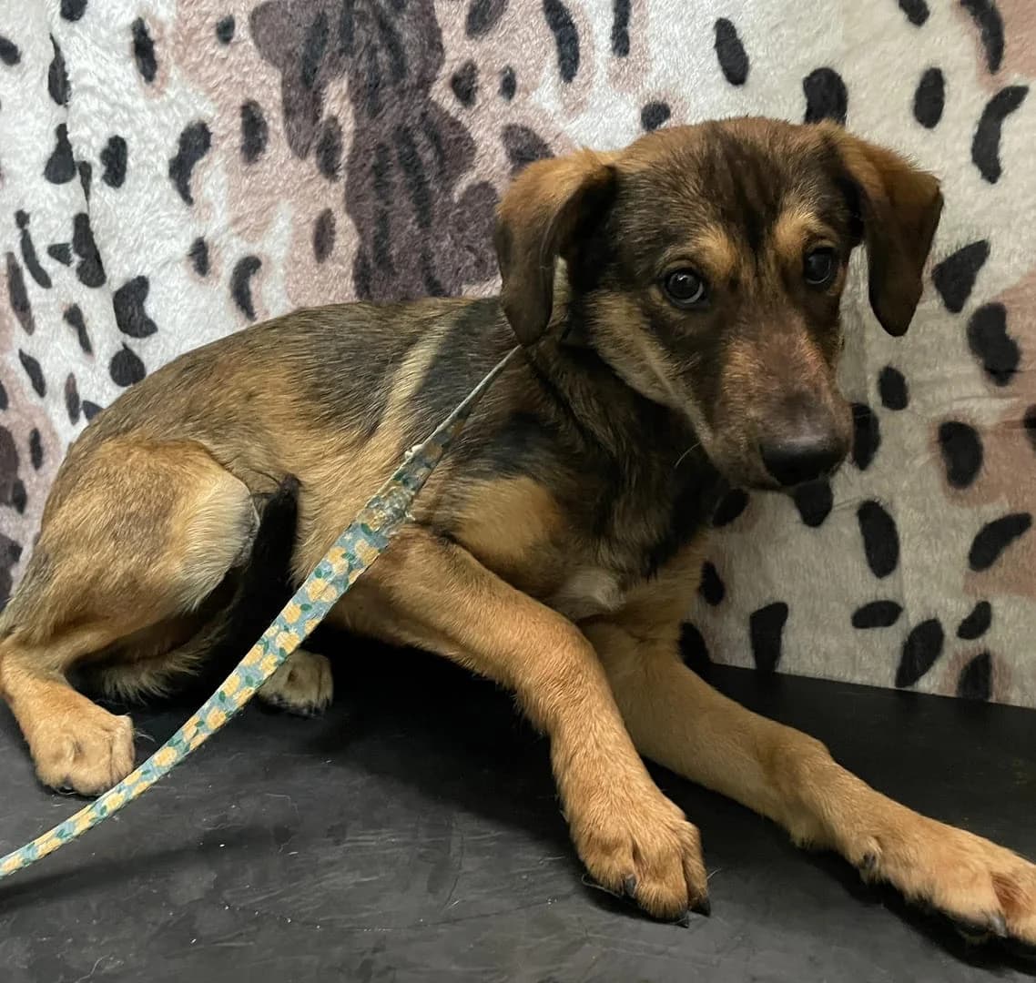 Jack, Maro male young Mixed Breed for adoption at ASPA București — Catalog Câini