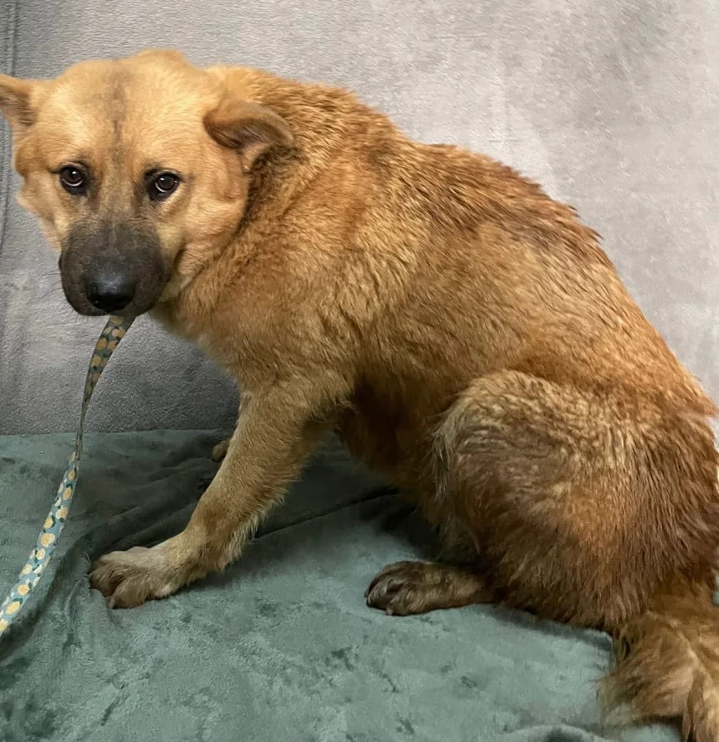 Lilly, Maro female 6yo Mixed Breed for adoption at ASPA București — Catalog Câini