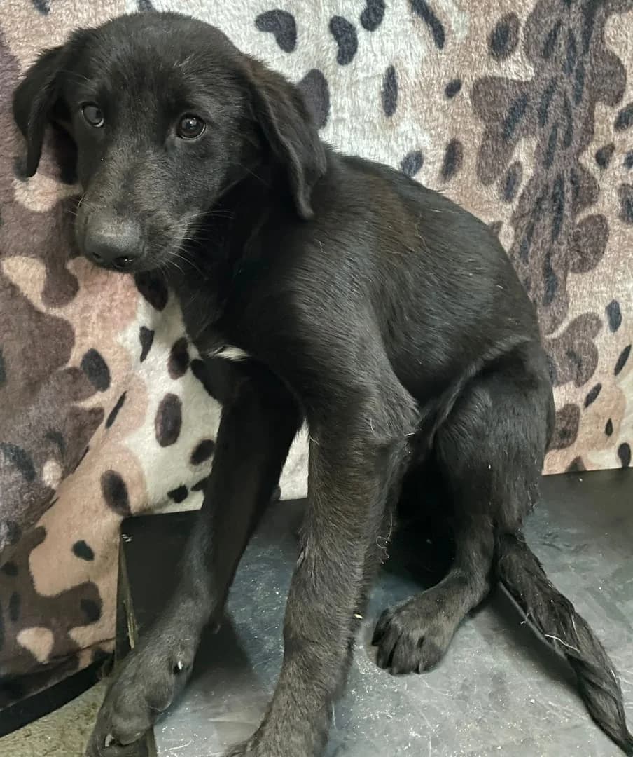 RIO, Negru male young Mixed Breed for adoption at ASPA București — Catalog Câini