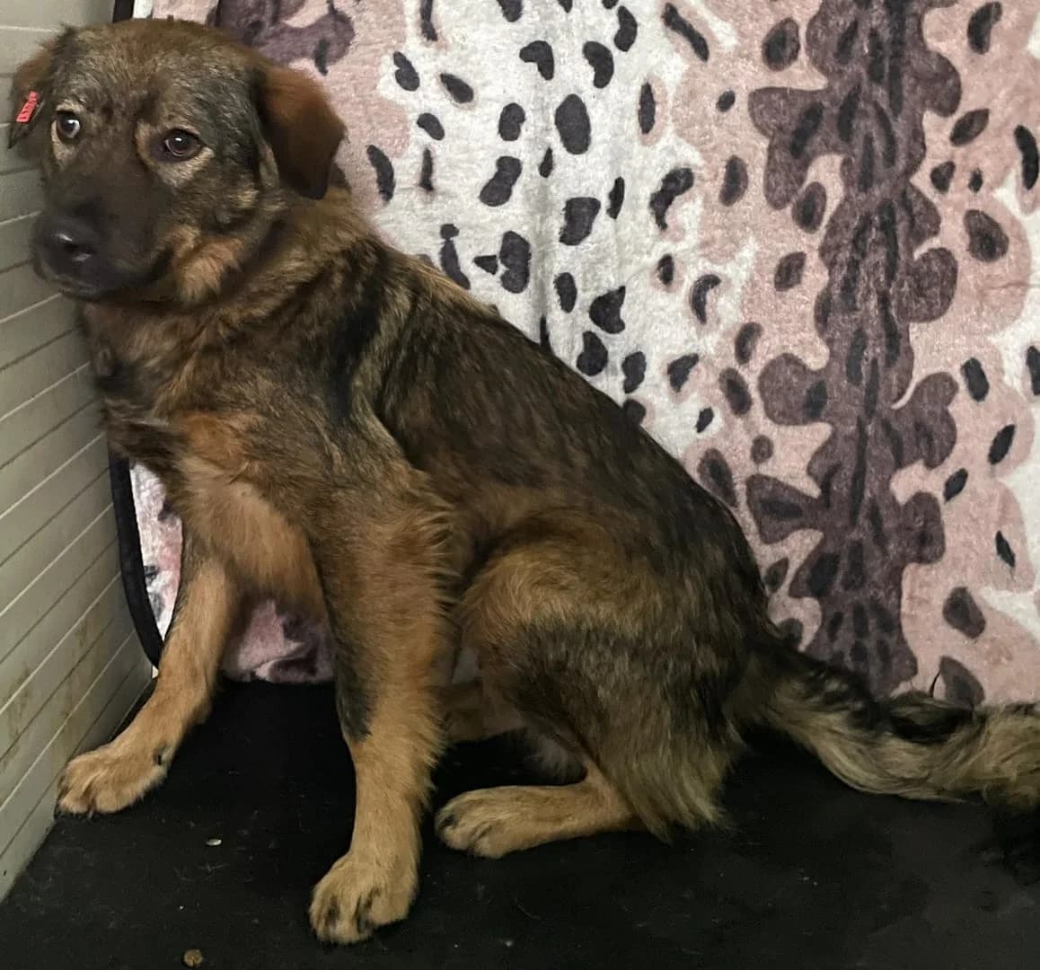 Bailey, Maro female 5yo Mixed Breed for adoption at ASPA București — Catalog Câini