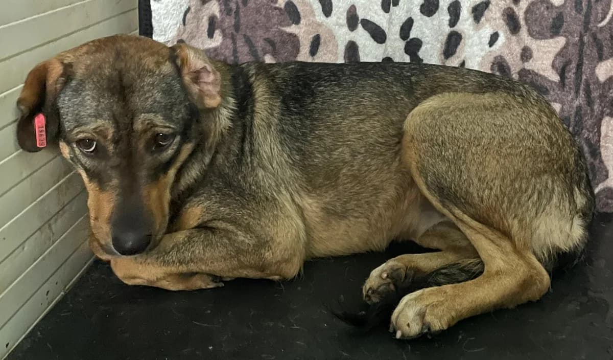 Lilly, Maro female 5yo Mixed Breed for adoption at ASPA București — Catalog Câini
