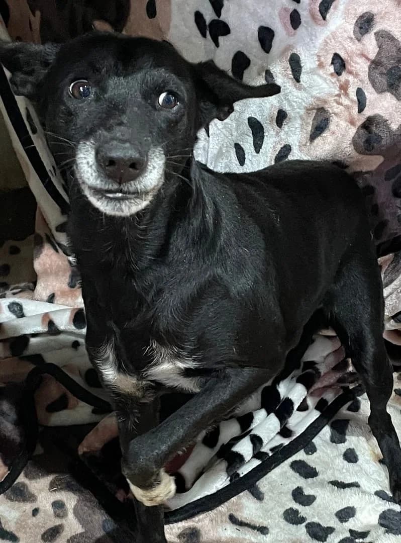 VIVIEN, Negru female 5yo Mixed Breed for adoption at ASPA București — Catalog Câini