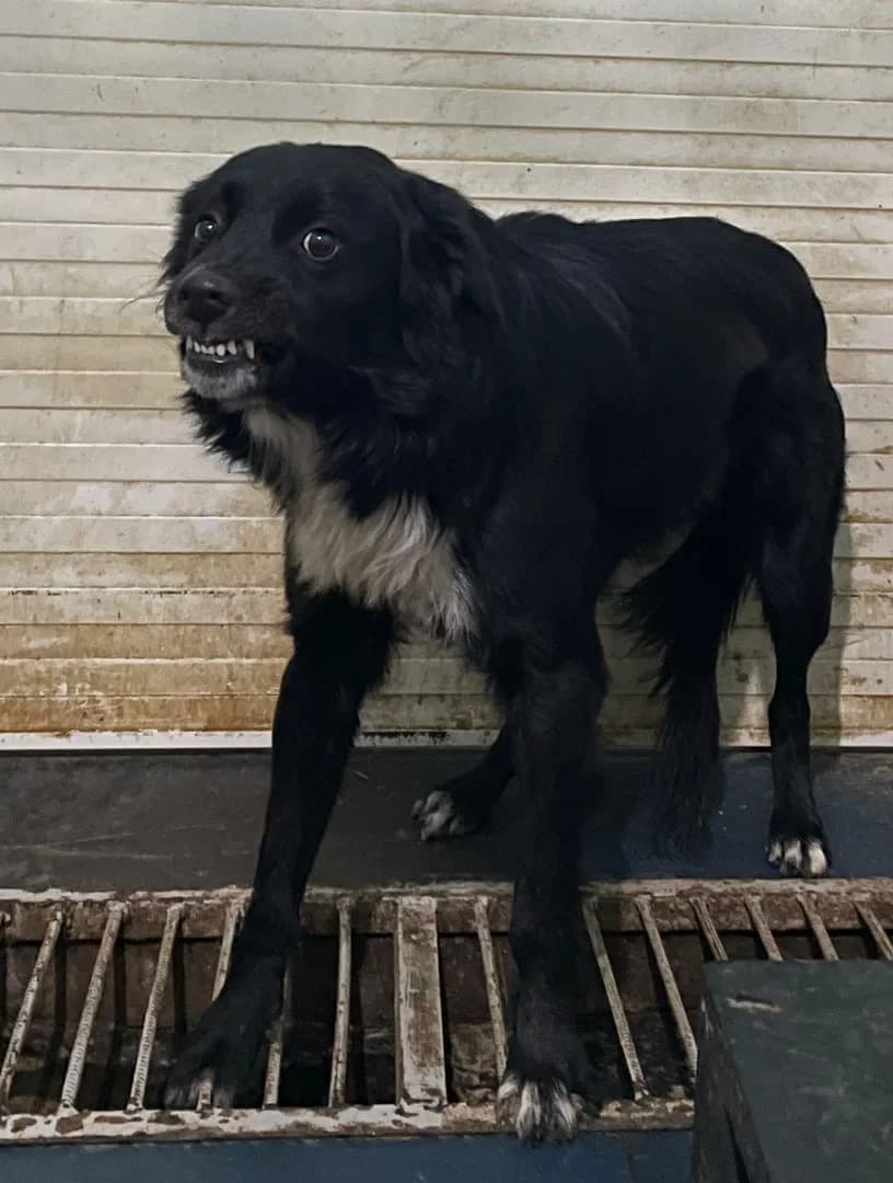 Zorro, Negru male 5yo Mixed Breed for adoption at ASPA București — Catalog Câini