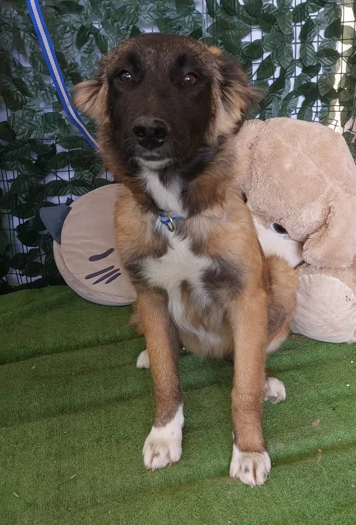 Harley, Maro female puppy Mixed Breed for adoption at ASPA București — Catalog Câini