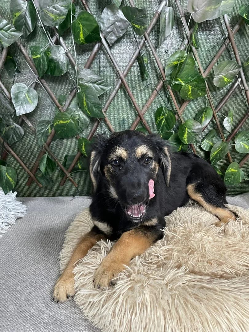 Lola, Negru female puppy Mixed Breed for adoption at ASPA București — Catalog Câini