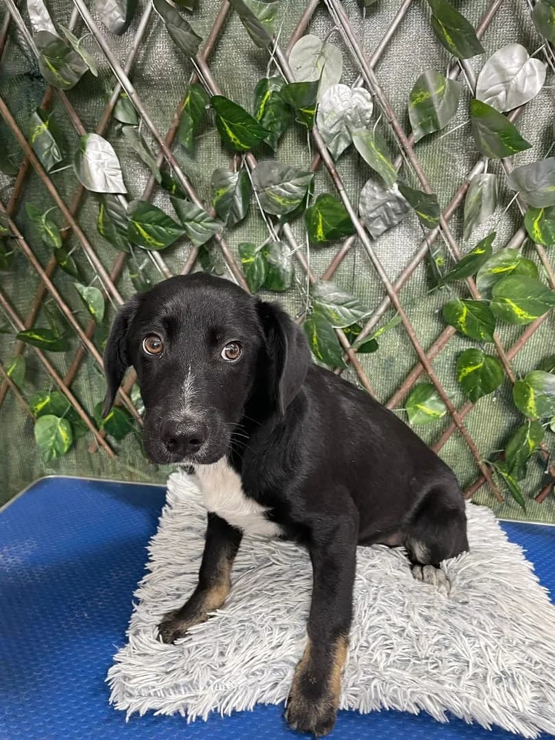 JON, Negru male puppy Mixed Breed for adoption at ASPA București — Catalog Câini
