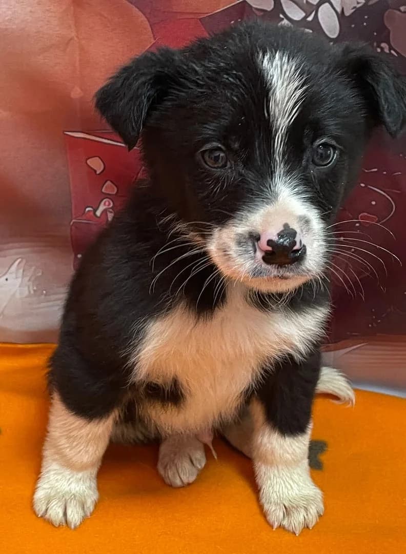 Storm, Negru male puppy Mixed Breed for adoption at ASPA București — Catalog Câini
