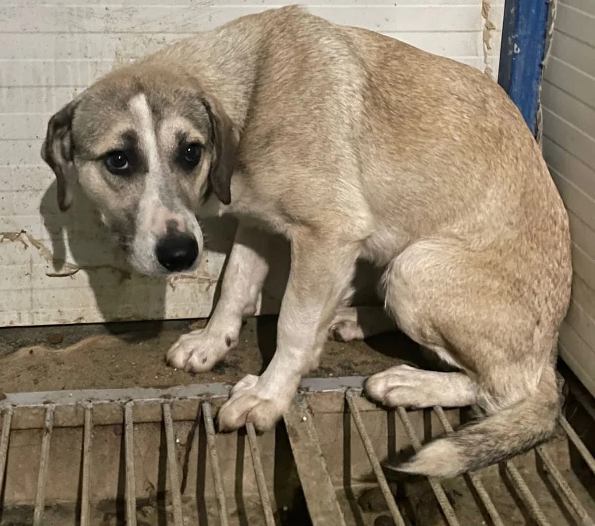 Cash, Bej male 5yo Mixed Breed for adoption at ASPA București — Catalog Câini